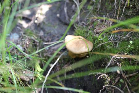 如何判断蘑菇是否有毒 判断野蘑菇是否有毒的方法