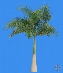 棕榈科植物 棕榈科植物腐烂病的症状及防治方法