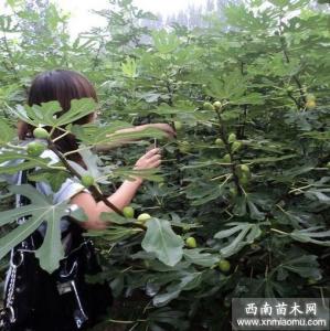 无花果树如何施肥 无花果树的施肥技术