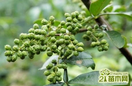 春夏季重点传染病防控 花椒夏季管理重点