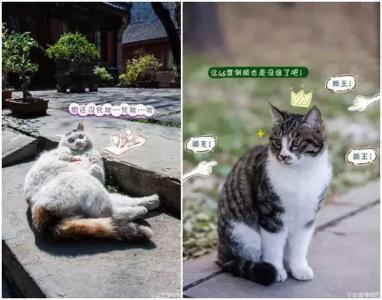 如何防止猫抓沙发 如何防止猫抓人