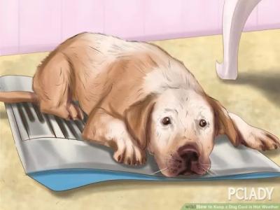 如何预防中暑 如何预防狗狗中暑？