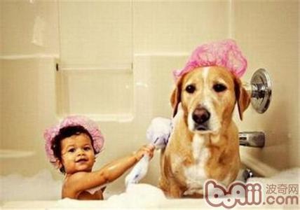 狗狗洗澡的注意事项 给狗狗洗澡必须要注意哪些事情？