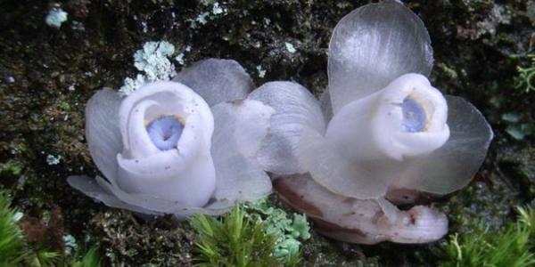 水晶兰的花语是什么 水晶兰的花语