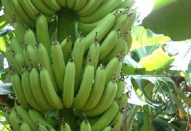 香蕉的营养价值 香蕉的营养价值有哪些
