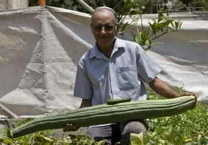 世界最大的黄瓜 世界上最长的黄瓜