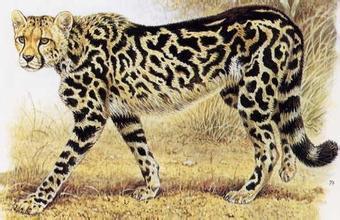 世界奇妙物语是什么 世界最奇妙的猎豹是什么