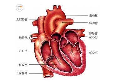 心脏病的种类 心脏病的七大种类
