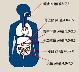 酸性体质 所谓酸性体质