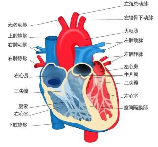 人类退化的器官 人体器官终退化 具体时间来这看