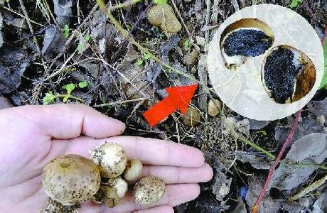 蘑菇在线鉴定 如何分辨蘑菇是否有毒