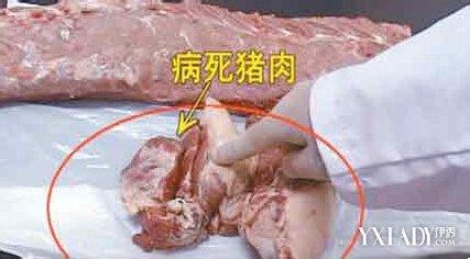 如何识别病死猪肉 如何识别病猪肉