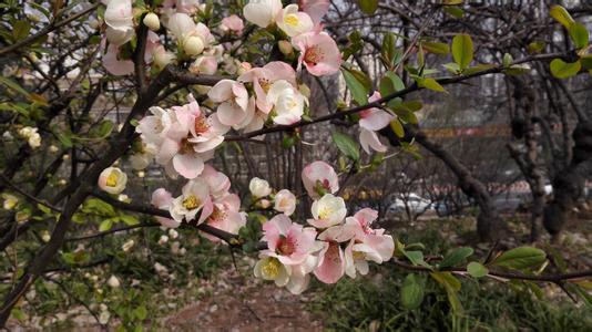 3月开什么花图片 3月开什么花