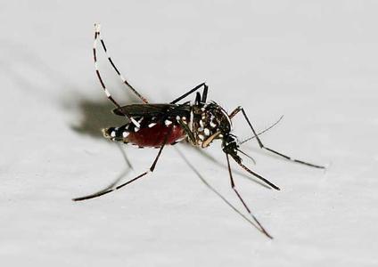 蚊子为什么喜欢在耳边 蚊子的寿命