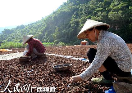 八角什么牌子的好 八角怎么挑选