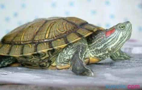巴西乌龟冬眠怎么养 巴西红耳乌龟冬眠要怎么养