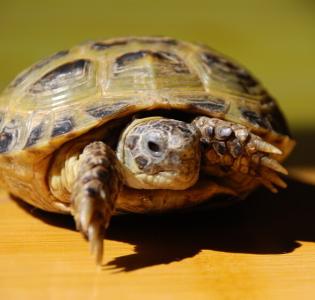乌龟冬眠后怎么养 乌龟的生活习性
