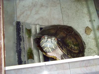 大巴西龟怎么养视频 大巴西龟怎么养