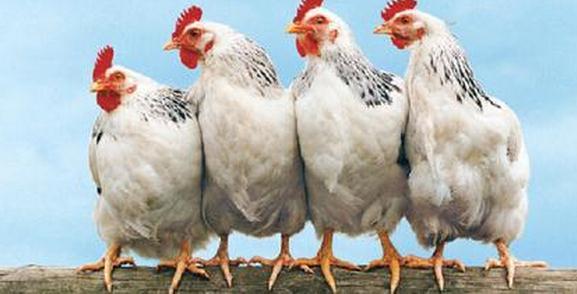 鞍山哪有肉食鸡养殖场 怎样养殖肉食鸡_肉食鸡的养殖方法