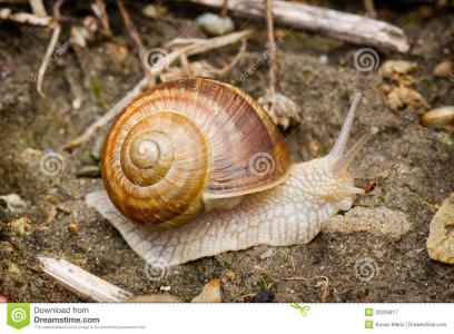 蜗牛的养殖方法 怎样养蜗牛_蜗牛的养殖方法