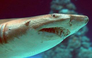 柠檬鲨怎么养 柠檬鲨的习性