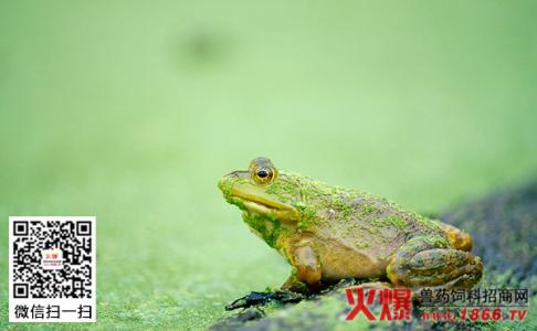 牛蛙养殖 牛蛙怎么养殖 牛蛙幼蛙的管理(2)