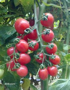 盆栽小番茄种植技术 怎么种植小番茄_小番茄的种植技术