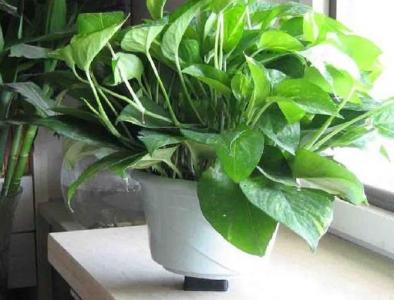 室内养殖绿色植物大全 室内好养的植物有哪些 室内最好养的植物大全
