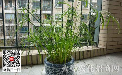 仿真植物保养 室内植物水竹怎么养 室内植物水竹的保养