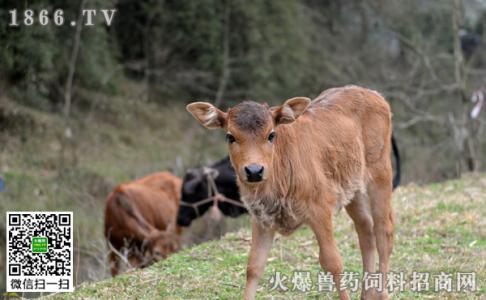 繁殖母牛饲养管理技术 怎么养好牛 牛的生长繁殖