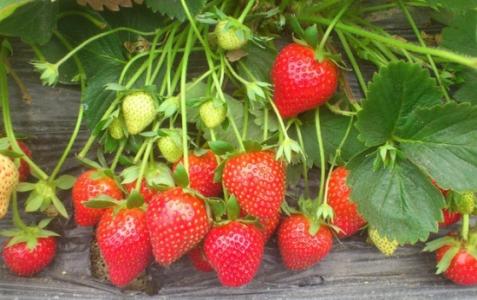 家养草莓 家养草莓怎么养 草莓的主要价值