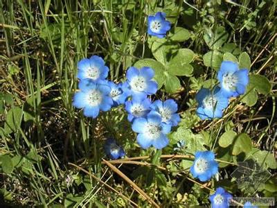 幌菊 幌菊怎么养 幌菊的特征