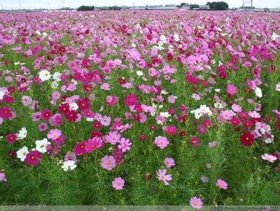 波斯菊怎么养 波斯菊的生态习性