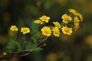 野菊花种植 野菊花怎么种植_野菊花的种植技巧