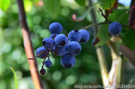 描写蓝莓的句子 描写蓝莓的句子，形容蓝莓的句子