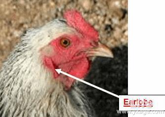 如何分辨公鸡母鸡 怎么分辨母鸡下啥颜色的蛋