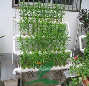 阳台种菜无土栽培 阳台种菜无土栽培立柱式设备方法详解