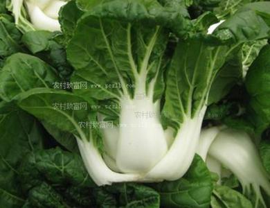 奶白菜种植 奶白菜怎么种_奶白菜的种植技术
