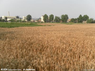 麦子种植 麦子怎么种_麦子的种植技术