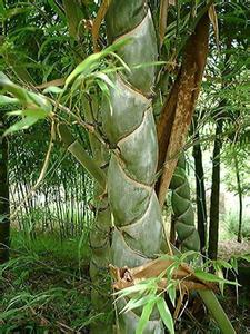 龟甲竹 养护 龟甲竹怎么养 龟甲竹的形态特征