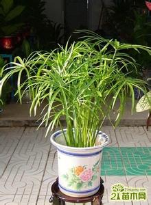 水竹的养殖方法图片 水竹怎么养 水竹的养殖方法