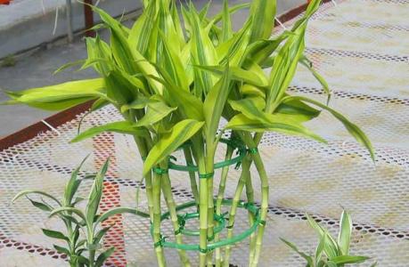 水养富贵竹的繁殖方法 怎么养富贵竹 富贵竹的繁殖方法