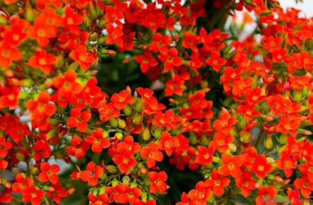 红花檵木生长习性 红花怎么养 红花的生长环境