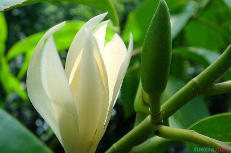 白兰花的扦插繁殖方法 白兰花怎么养 白兰花的繁殖