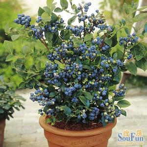 盆栽蓝莓的种植方法 盆栽蓝莓怎么种植有什么方法
