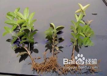 桂花树种子种植技术 桂花种子怎么种_桂花种子的种植技术