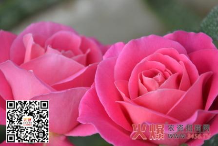 月季花的花语 月季花怎么养 月季花的花语