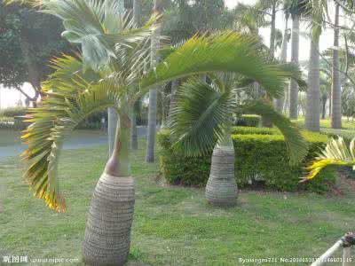 椰子树种植 椰子树怎么种_椰子树的种植技术