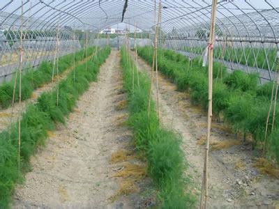 芦笋种植技术 芦笋是怎么种出来的_芦笋的种植技术