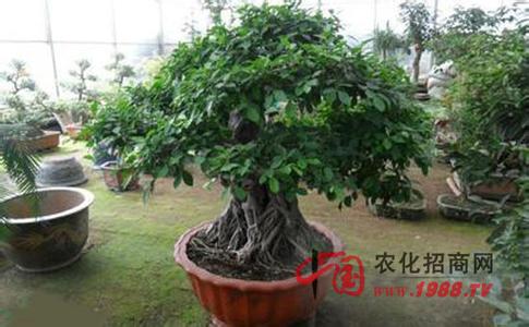 招财树种植 怎么种植招财树_招财树的种植方法